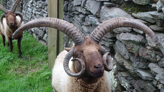 Two UK sheep breeds newly flagged as endangered