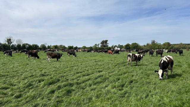 Cows producing 2.5kg milk solids/day on third rotation in Mullingar