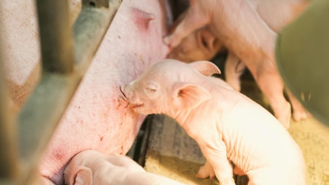 BVA calls for ban on farrowing crates that confine pigs