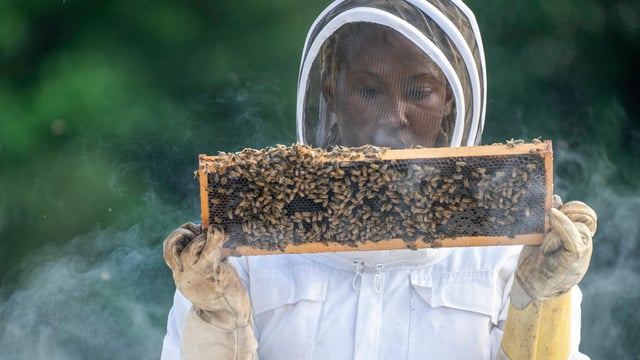 Beekeepers call for coordinated all-Ireland bee inspection service