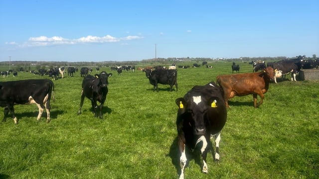 Effects of seasonality and diet quality on enteric methane emissions