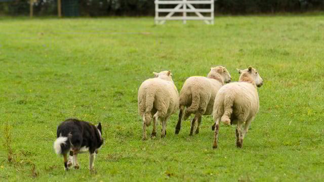 Sheepdog trial to take centre stage at photography event