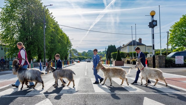 Goats a catalyst for change in Co. Carlow