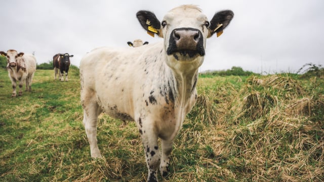 Shannon Airport launches cattle-grazing initiative