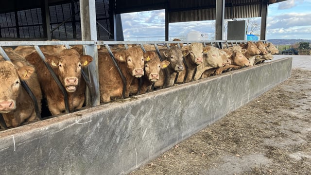 Clearer details about Northern Ireland’s bluetongue outbreak