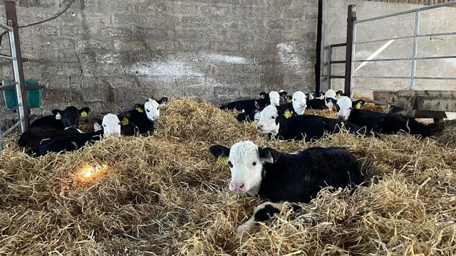 Hereford dairy-beef progeny trial on ABP Demo Farm