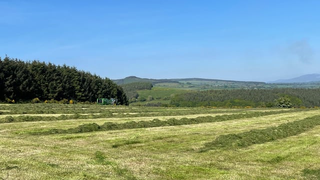ABP Demo Farm: Silage, calf weaning and cattle weights
