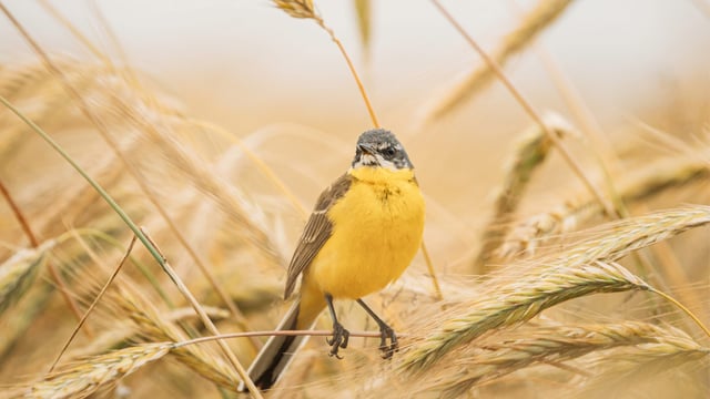 Want to identify a bird? There's an app for that