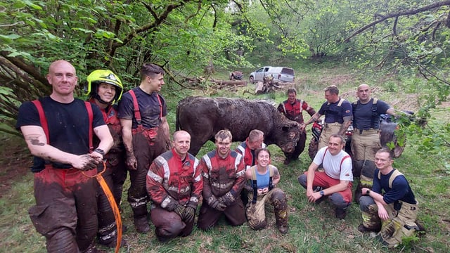 Fire services in Wales rescue 800kg bull stuck in bog