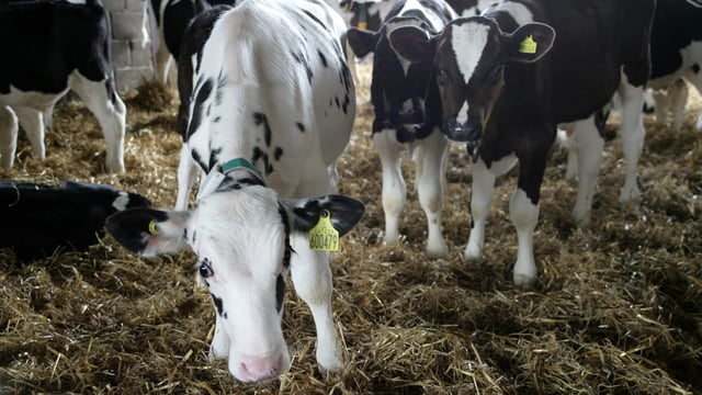 4 out of 5 UK dairy farmers had cryptosporidiosis in herds