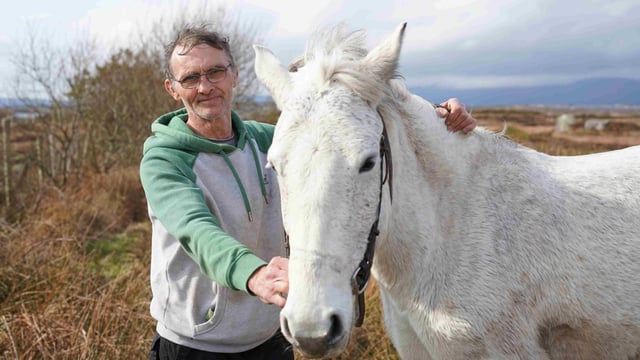 TG4 series to probe the popularity of the Connemara pony