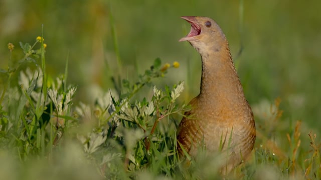 State purchases corncrake breeding site on Belmullet Peninsula