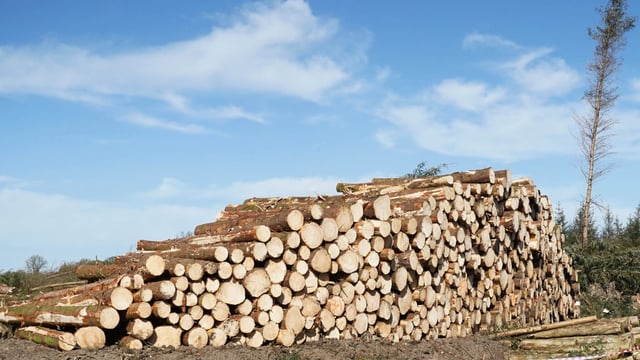 No timber glut yet but logistics a concern - Forest Windblow Taskforce