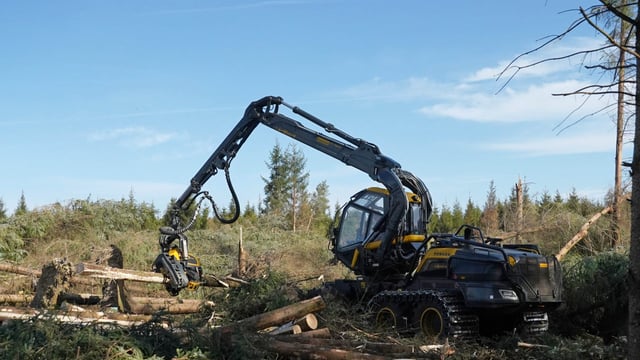 Timber demand to outstrip supply by 2050 - FII