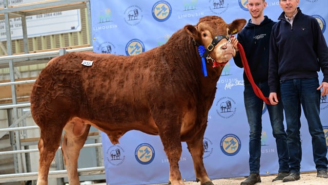 Limousin bulls average £5,225 at society sale in Ballymena