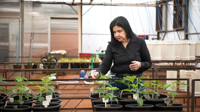 World Food Prize awarded to Brazilian microbiologist for soil bacteria work