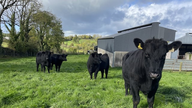 Agriland to launch new limited series The Beef Brief podcast
