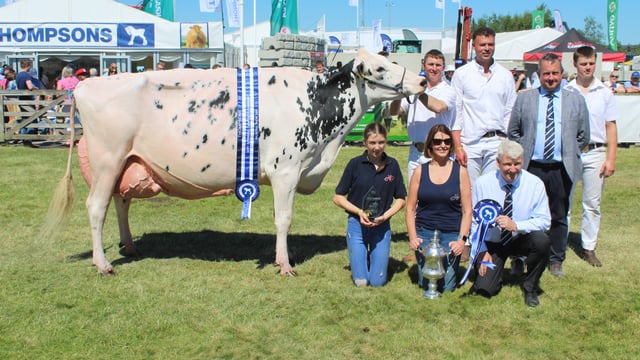 Annaghmore Fitz Atlee takes the plaudits on Balmoral Show Day 3