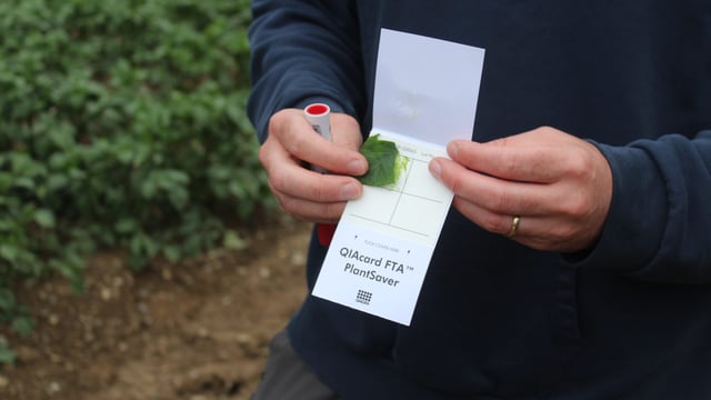 Specialists call on farmers to monitor for blight in Ireland