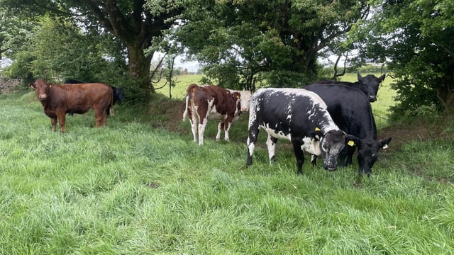 Factory quotes: Beef trade more positive than steady