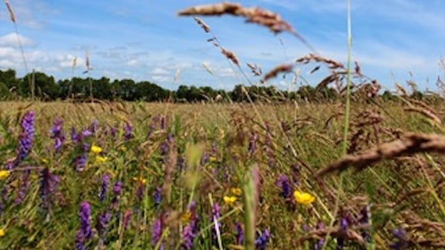 Embark on a peatland adventure with Féile an Dúlra this week