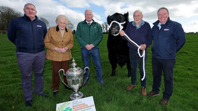 Irish Aberdeen Angus finals to take place at Ploughing 2025