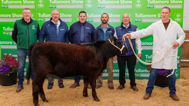 Young handlers' event marks launch of 2025 Tullamore Show