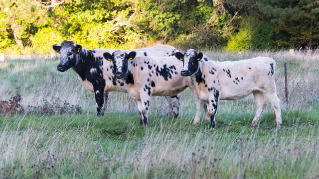 Over 2,000 farmers submit ACRES rare breed declarations - DAFM