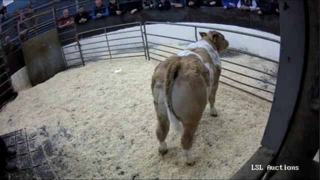 Mart trade: Up to €1,500 paid for suckler-bred calves