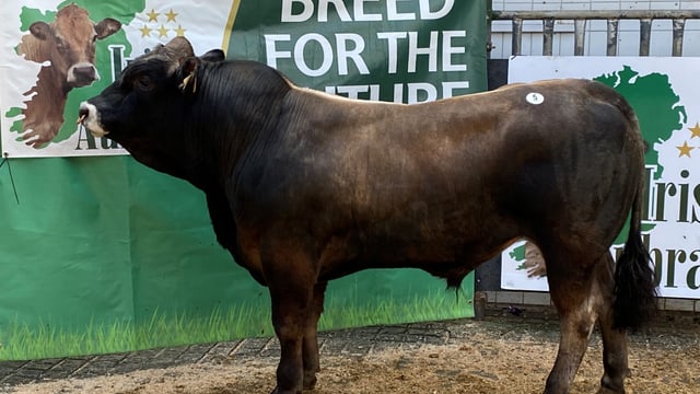 Aubrac bulls reach €5,000 at society sale in Tullamore