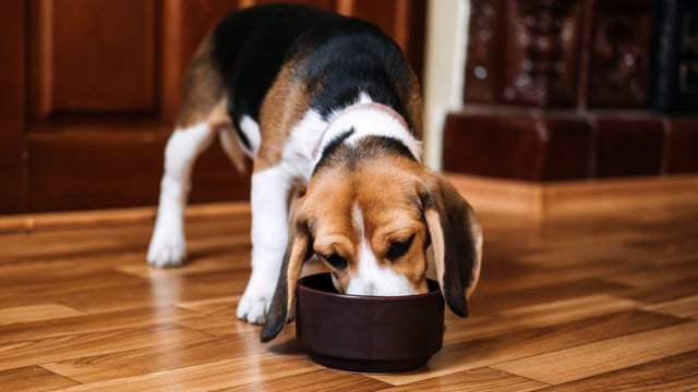 EU approves €60m state aid for Nestlé pet food plant in Italy