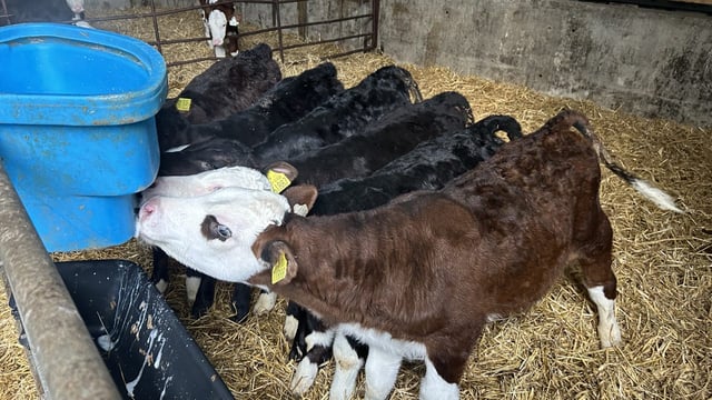 70% of Irish calves born in 2024 sired by a beef bull