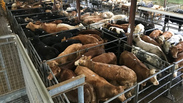 Mart report: Prices firm but numbers back at Balla Mart