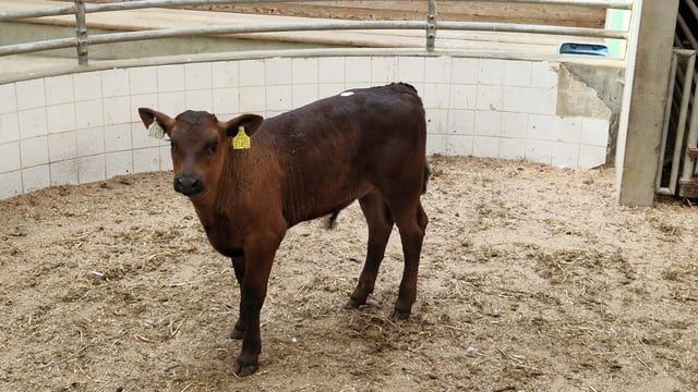 Sale of 100 beef calves now worth over €30,000 to dairy farmers