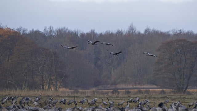 Free rewilding course aimed at farmers and policymakers