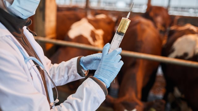 VCI received 29 complaints about a 'single veterinary practitioner' in 2024