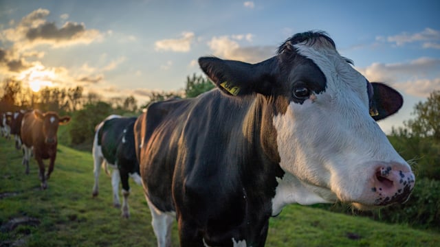 ICMSA president calls for 'solidarity' among European dairy farmers