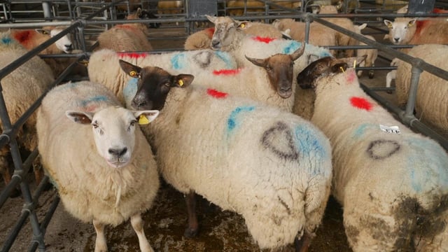 Sheep trade: Up to €6.00/kg available for cull ewes