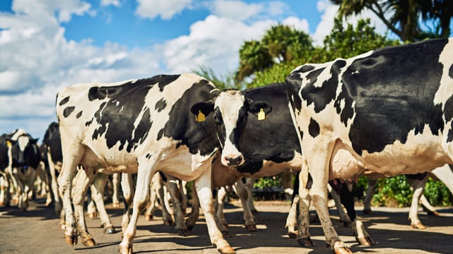 CSO: Producer prices for dairy products jumped 22.0% in year to April