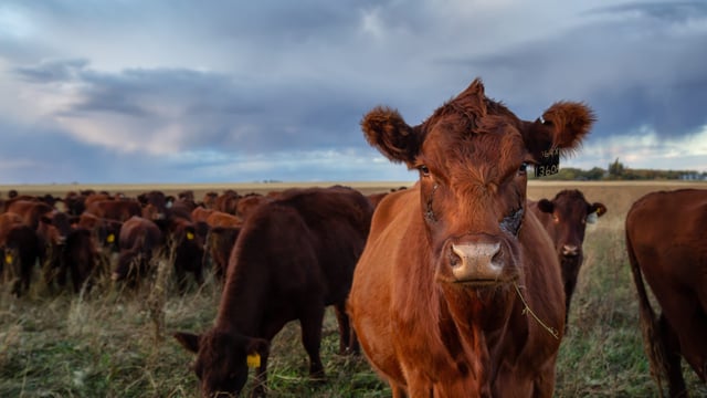 Initiative to improve livestock market transparency in Australia