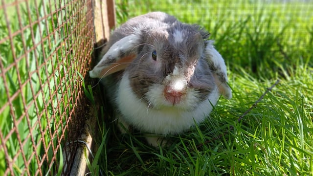 ISPCA calls on public to 'open hearts' and adopt a pet