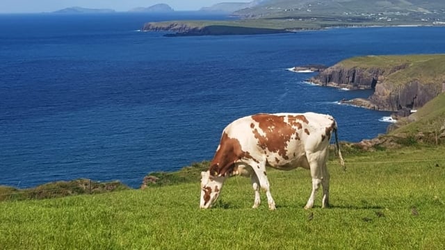 Dingle farm producing 750kg MS/cow to host Kerry Club open day