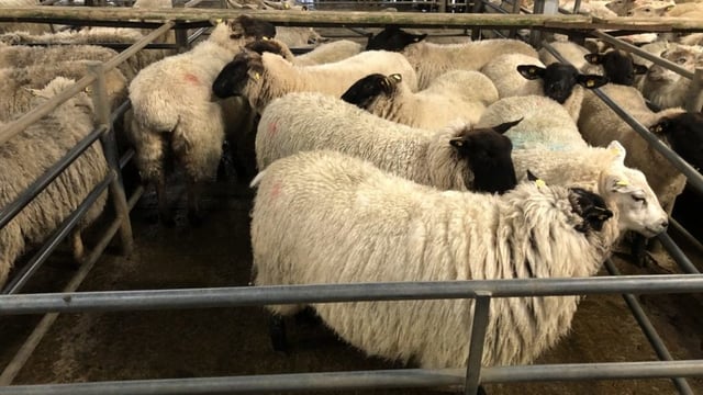 Sheep trade: 50c/kg cut sees hoggets fall below beef price