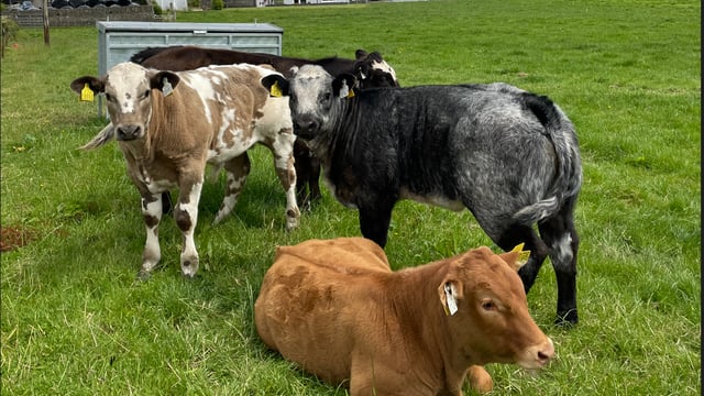 Table: Top 10 AI sires for autumn 2024 suckler births