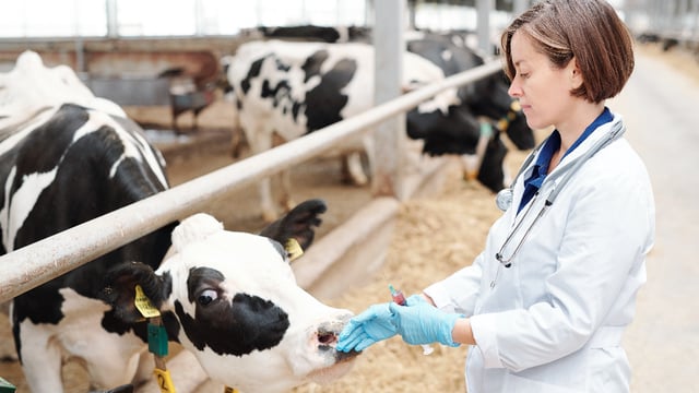 Report: Rural areas face large animal vet shortages