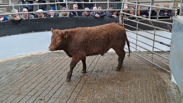 Weanling bull prices reach €6.05/kg at Ballinrobe Mart