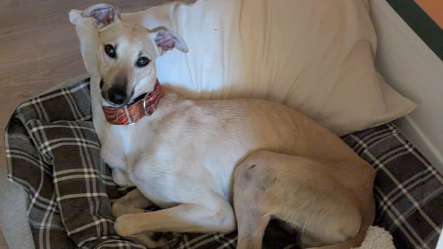 Injured lurcher rescued in Co. Waterford - ISPCA
