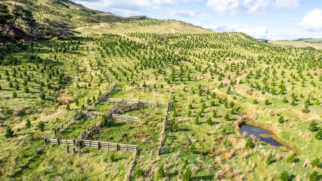 Another 40,000ha of NZ sheep and beef farms sold for forestry - report