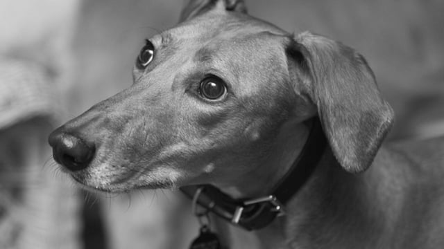 Survey: Fewer than 1 in 14 people think pet grief is taken seriously