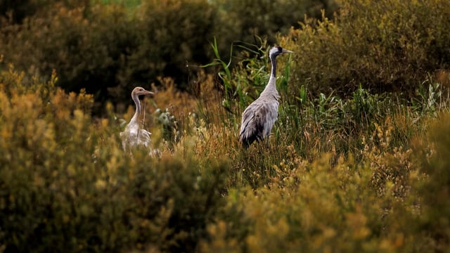Breeding common cranes spotted in Co. Offaly bog